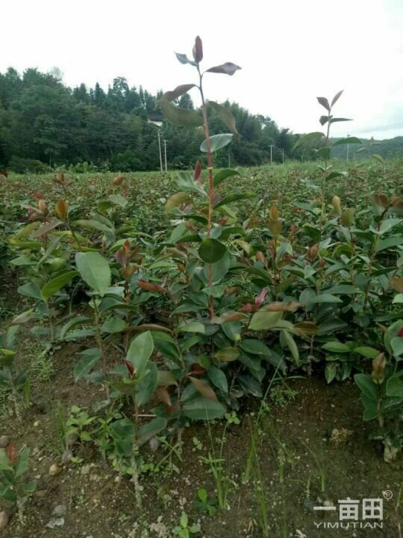 油茶苗