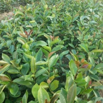 油茶苗