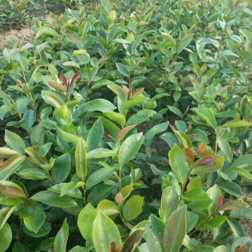 油茶苗