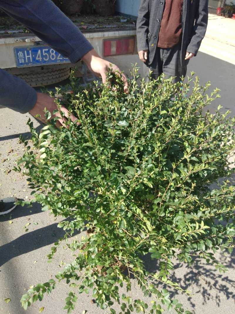 小叶女贞球金叶女贞球金森女贞球规格齐全基地直销