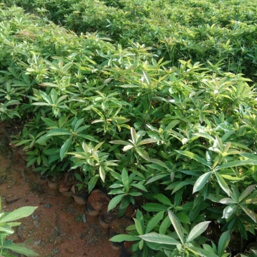 营养杯木荷，裸根木荷