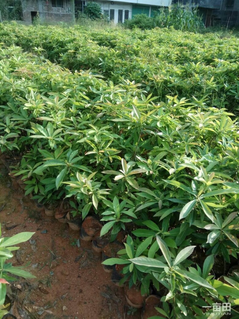 营养杯木荷，裸根木荷