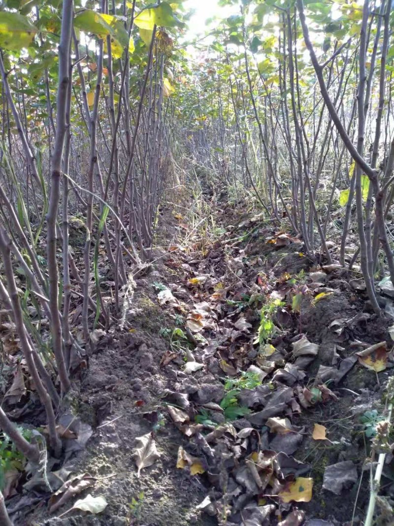 出售移栽吉盛李子苗，还有移栽鸡心果果树苗，龙丰果树苗都是