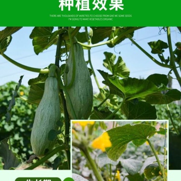 口感香甜甘面的贵族南瓜种子品种～蜜瓜种子
