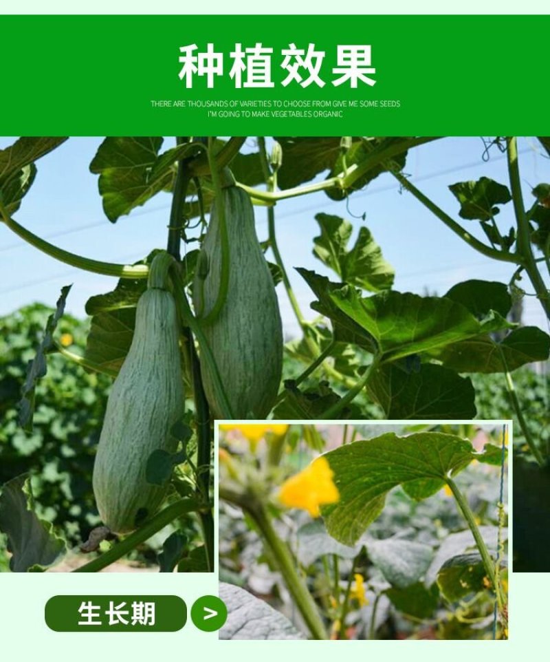 口感香甜甘面的贵族南瓜种子品种～蜜瓜种子
