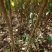 正宗蜂糖李苗