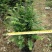 红豆杉盆栽苗种植户直销一手货源视频看货长期供应量大从优