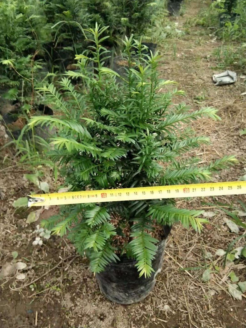 红豆杉盆栽苗种植户直销一手货源视频看货长期供应量大从优