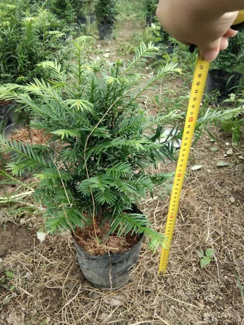 红豆杉盆栽苗种植户直销一手货源视频看货长期供应量大从优