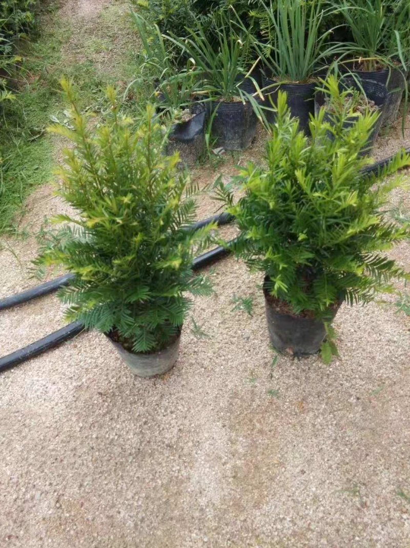 红豆杉盆栽苗种植户直销一手货源视频看货长期供应量大从优