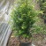红豆杉盆栽苗种植户直销一手货源视频看货长期供应量大从优