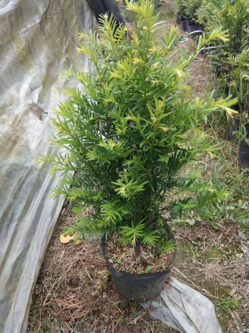 红豆杉盆栽苗种植户直销一手货源视频看货长期供应量大从优