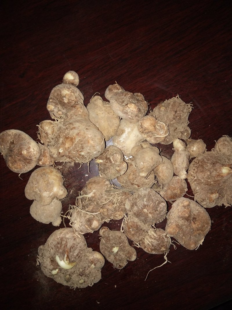 天南星，牙子