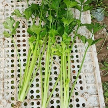 芹菜