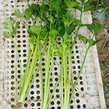 芹菜