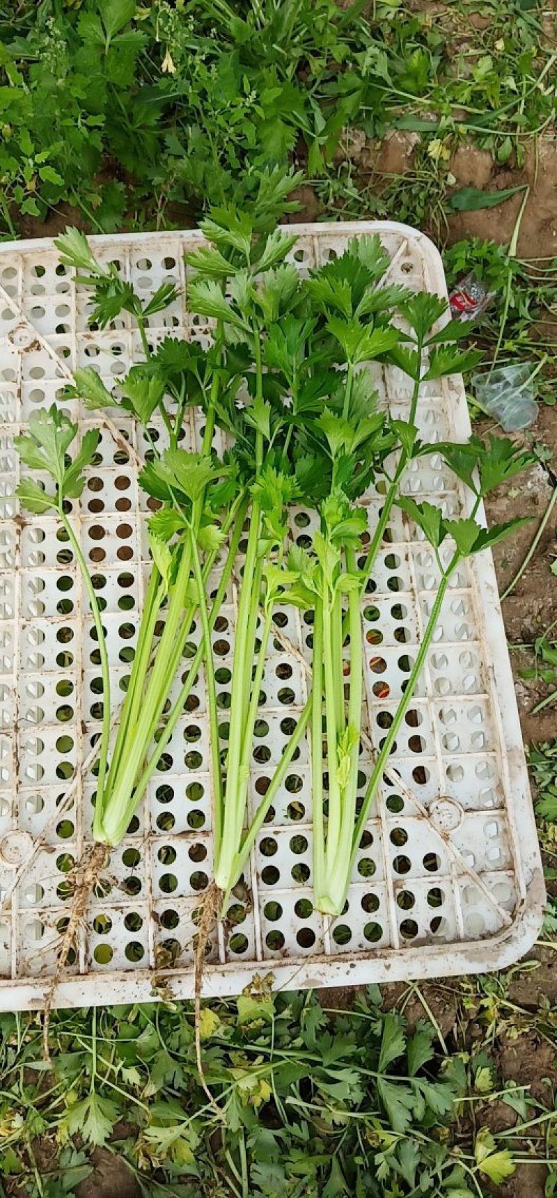 芹菜