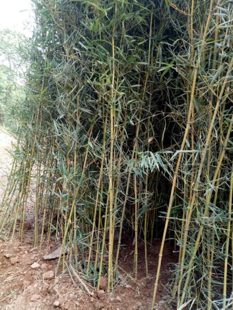 金湘玉