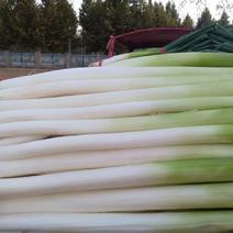 高白大葱毛葱0.6元一斤，40亩地供应