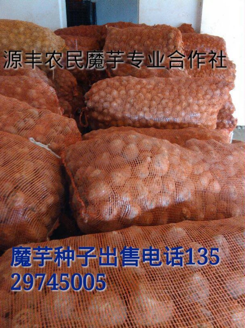 魔芋种子