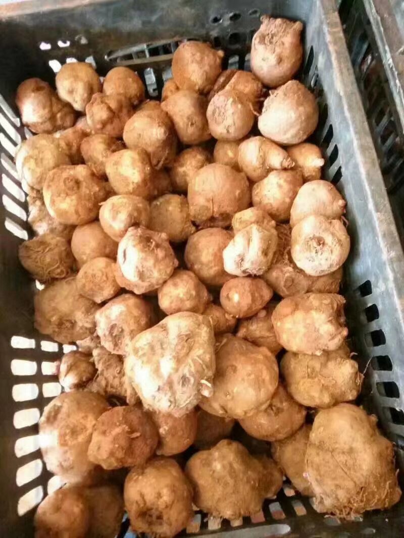 魔芋种子
