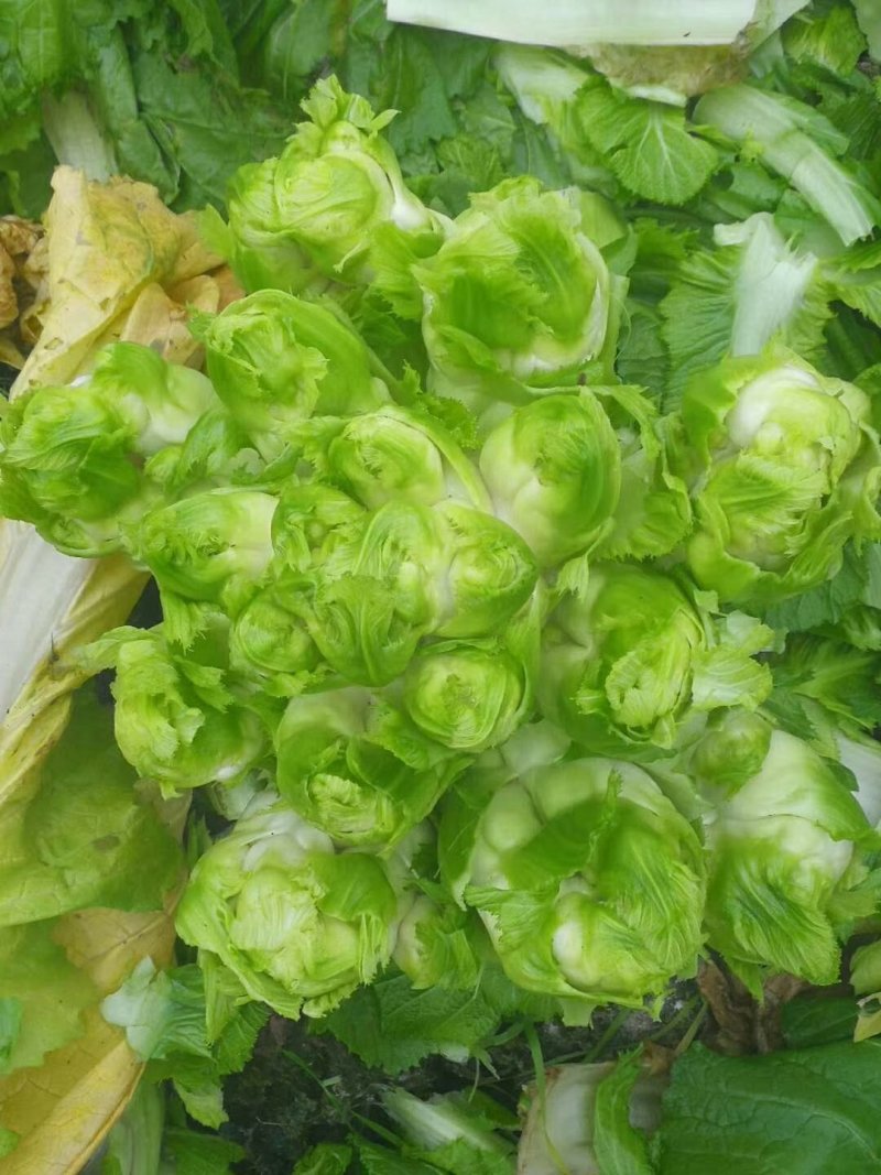 优质花叶棒菜(现货)