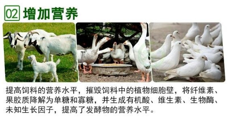 饲料发酵剂em菌液青储豆渣酒糟