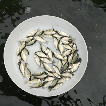 鲫鱼苗银鲫鱼苗，大白鲫鱼苗各种淡水鱼苗批发