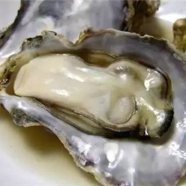 牡蛎海蛎子黄海海蛎子