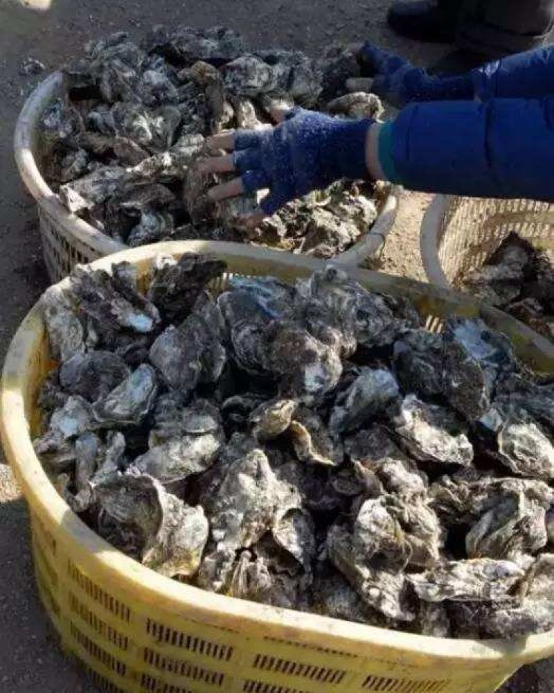 牡蛎海蛎子黄海海蛎子