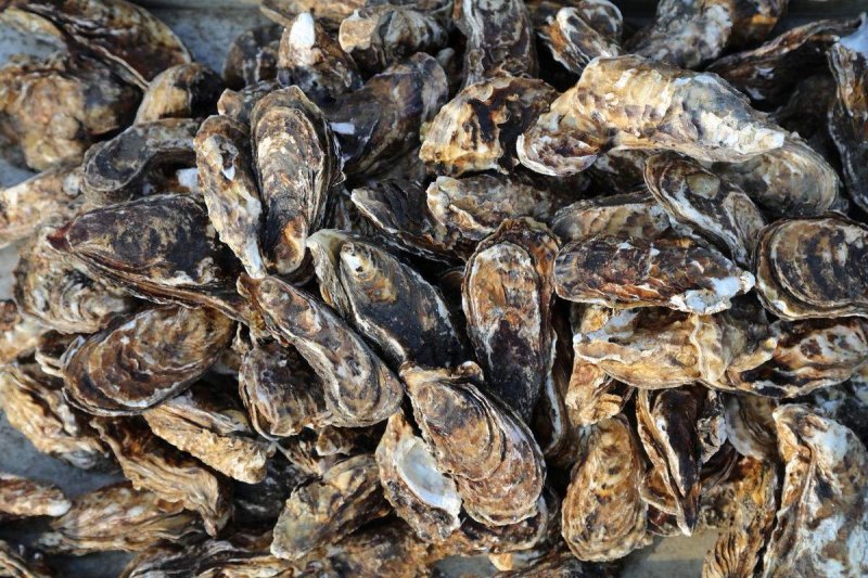 牡蛎海蛎子黄海海蛎子