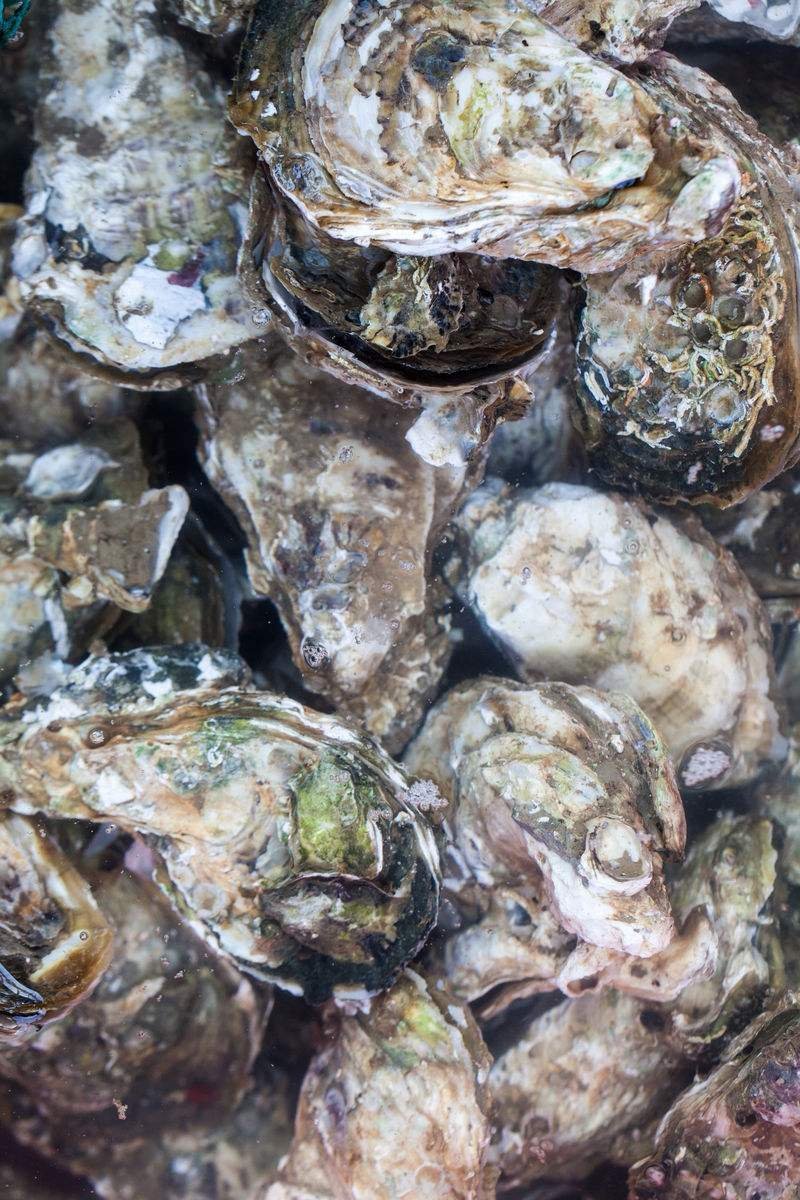 牡蛎海蛎子黄海海蛎子