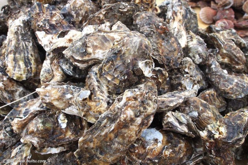 牡蛎海蛎子黄海海蛎子
