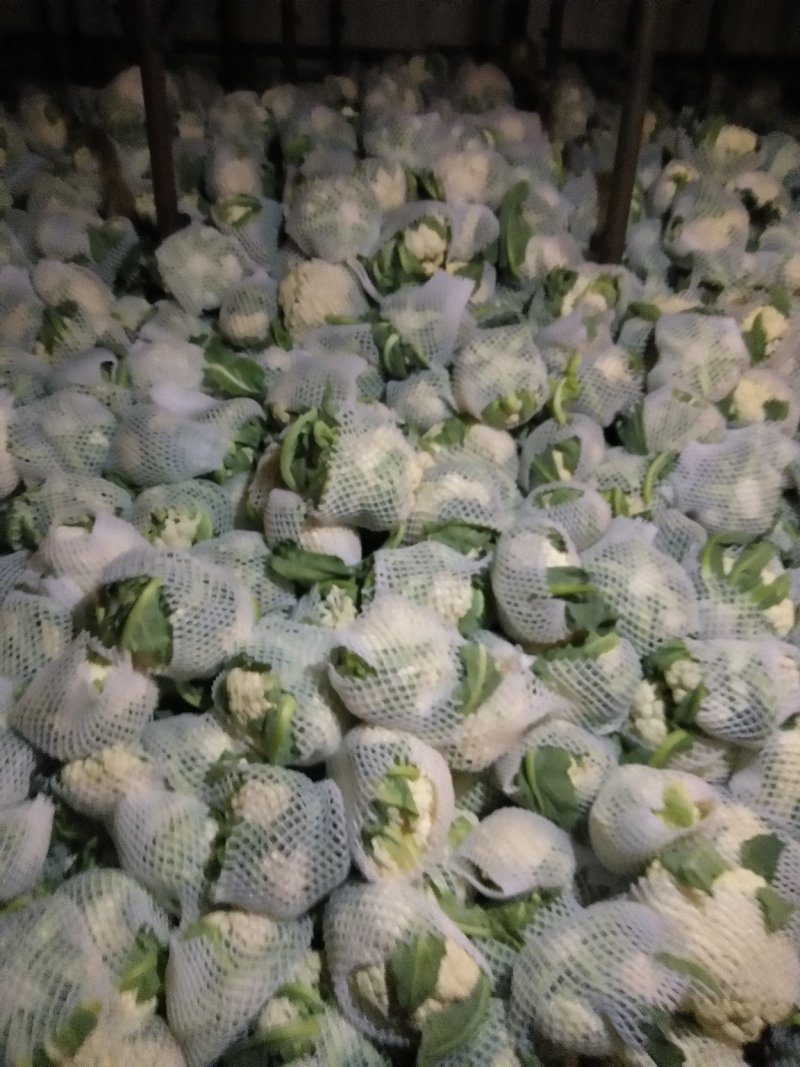 精品，雪玉花菜