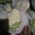 精品，雪玉花菜