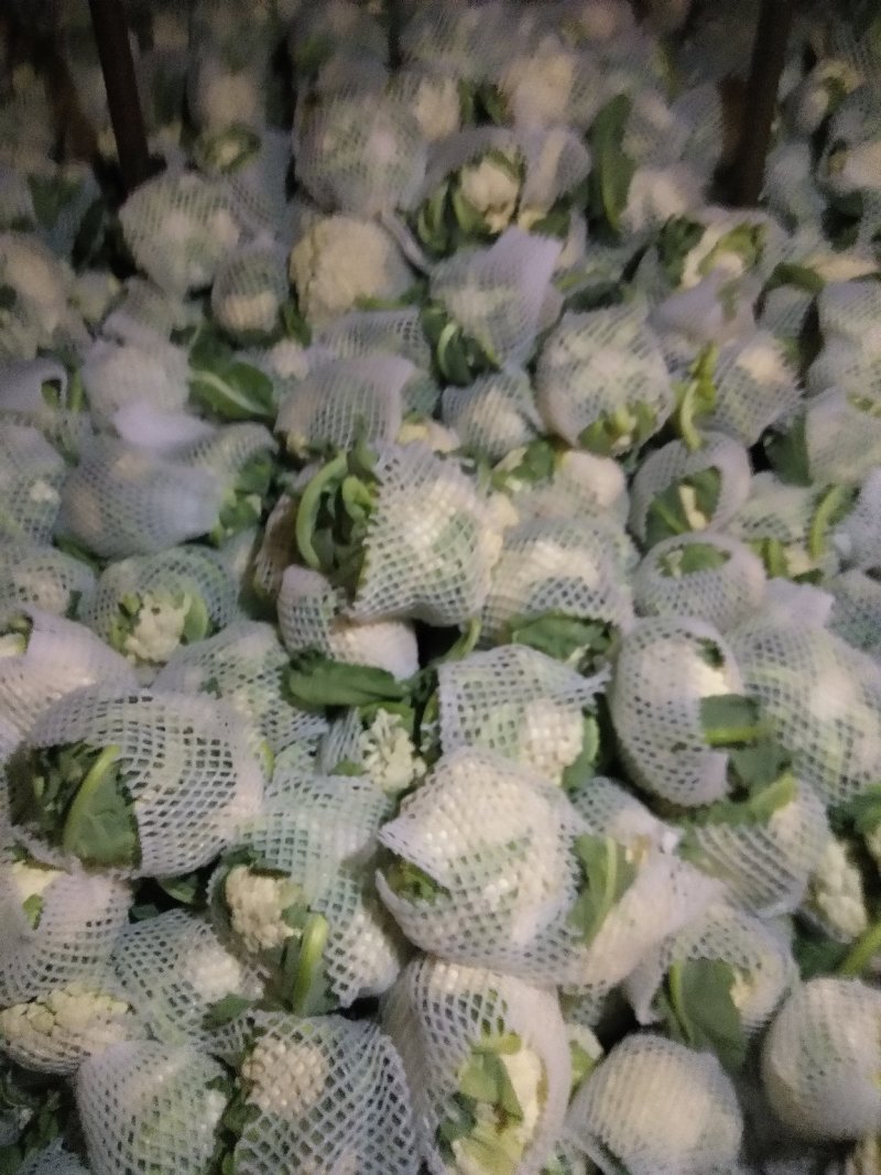精品，雪玉花菜