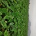 荔浦香芋，芋头