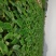 荔浦香芋，芋头