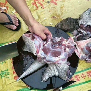 龟鳖类