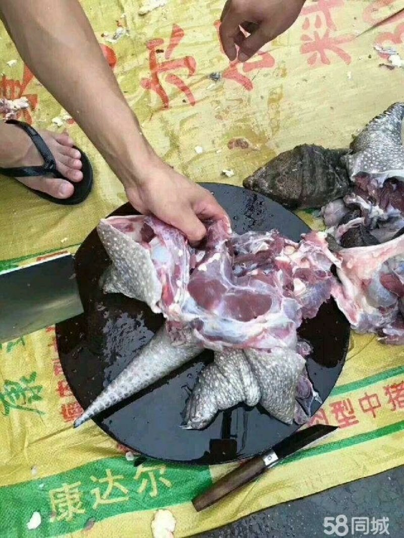 龟鳖类