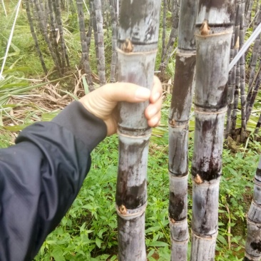 黑皮甘蔗