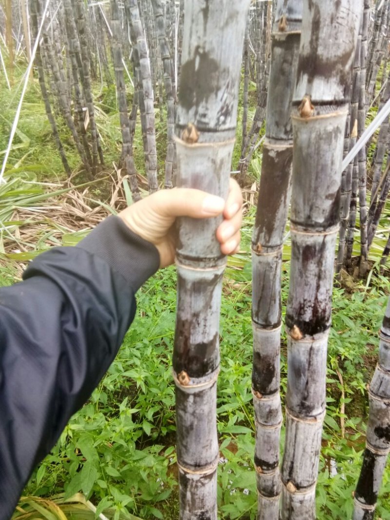 黑皮甘蔗