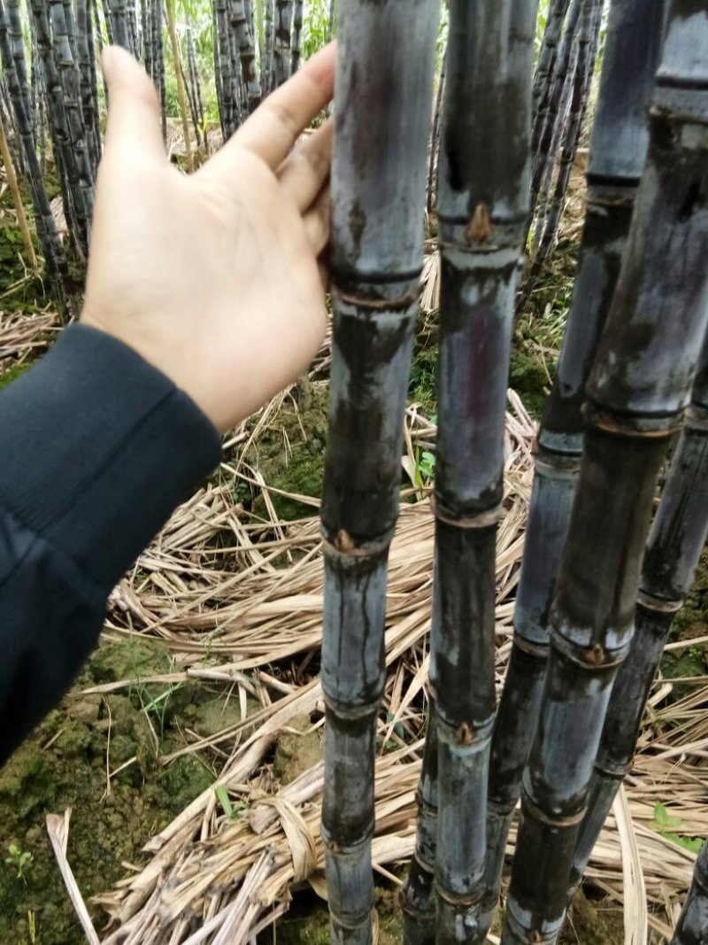 黑皮甘蔗