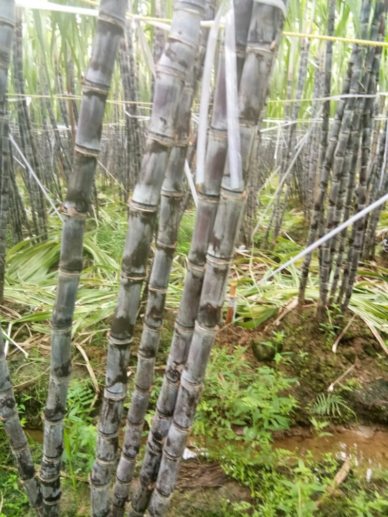 黑皮甘蔗