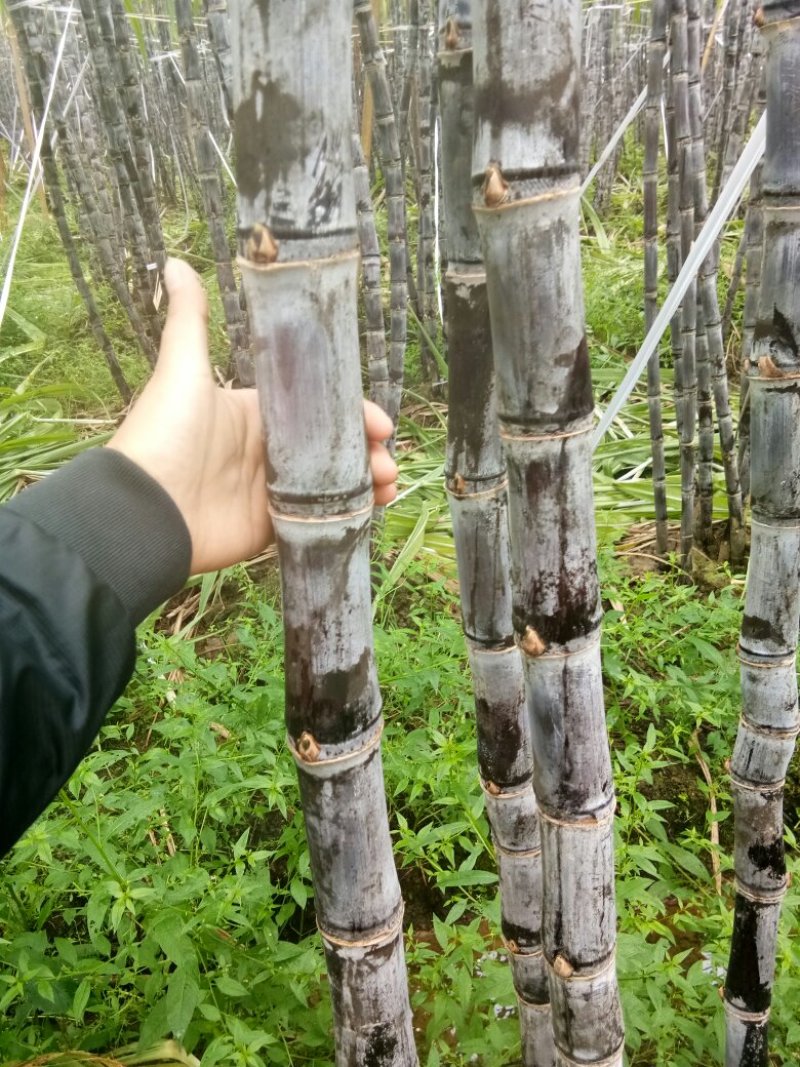 黑皮甘蔗
