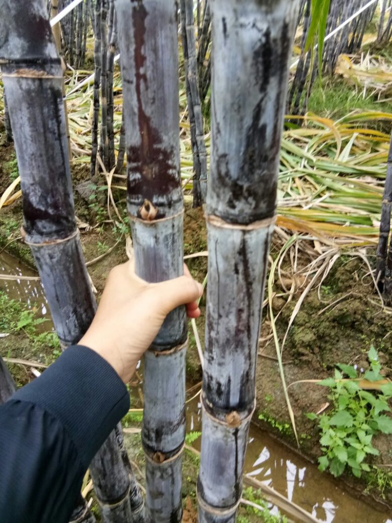 黑皮甘蔗