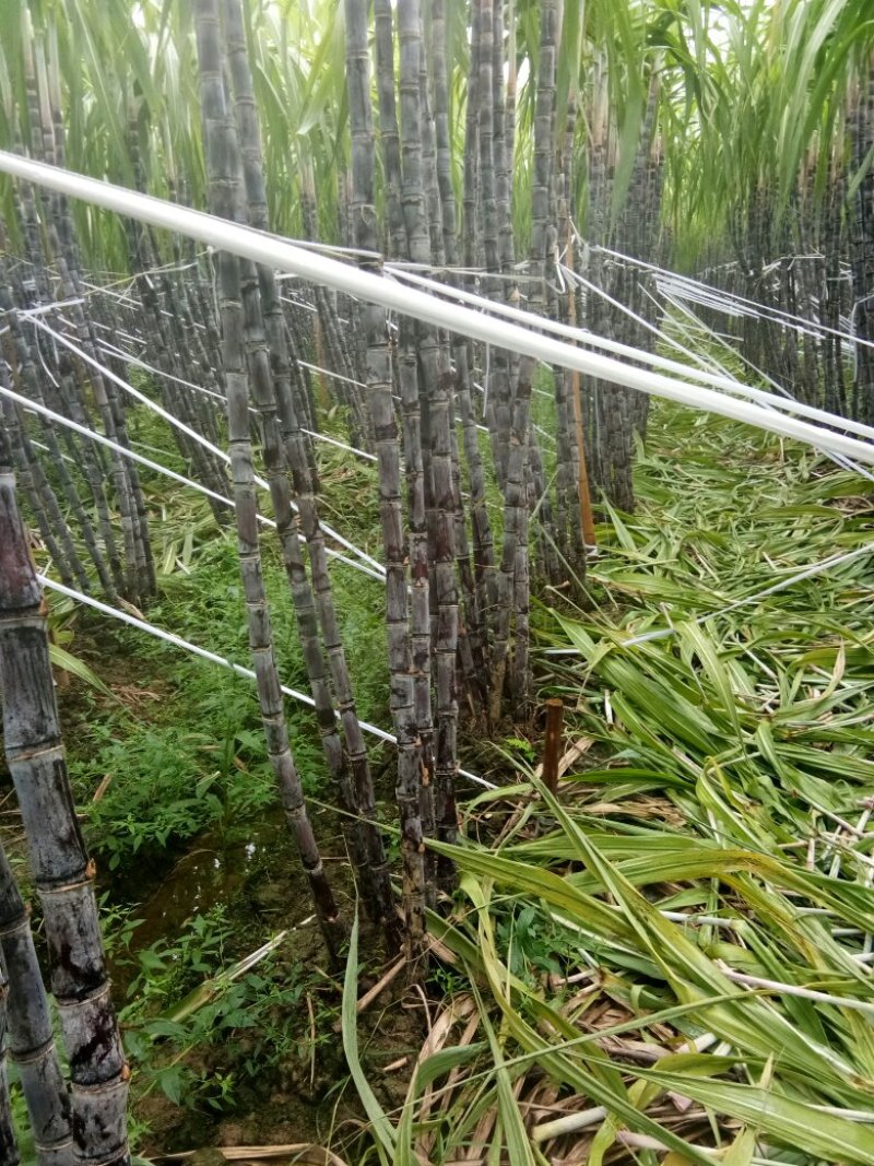 黑皮甘蔗