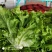 精品生菜叶菜产地直发货量充足量大从优