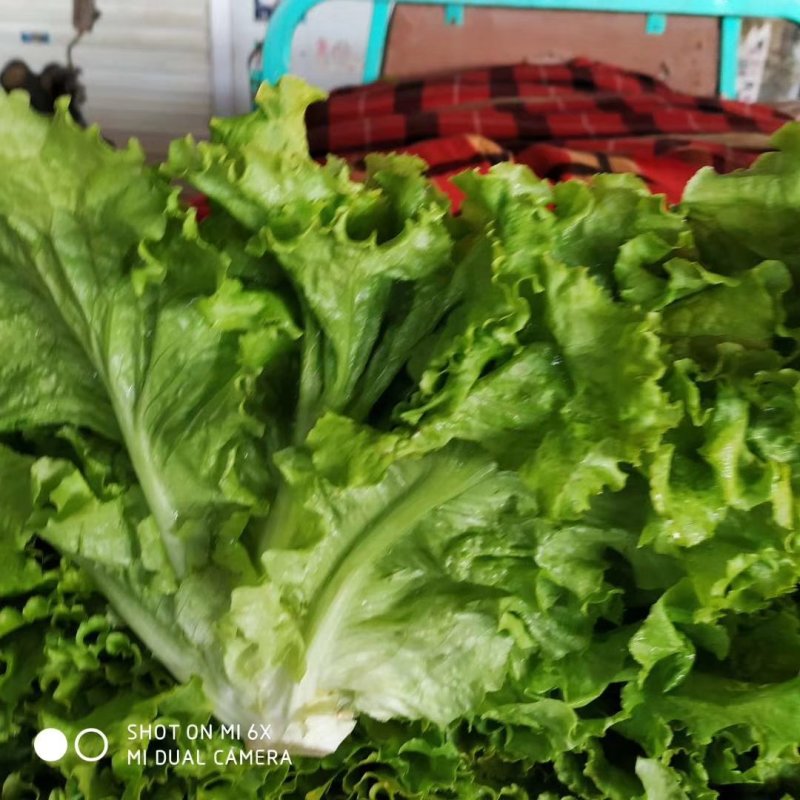 精品生菜叶菜产地直发货量充足量大从优