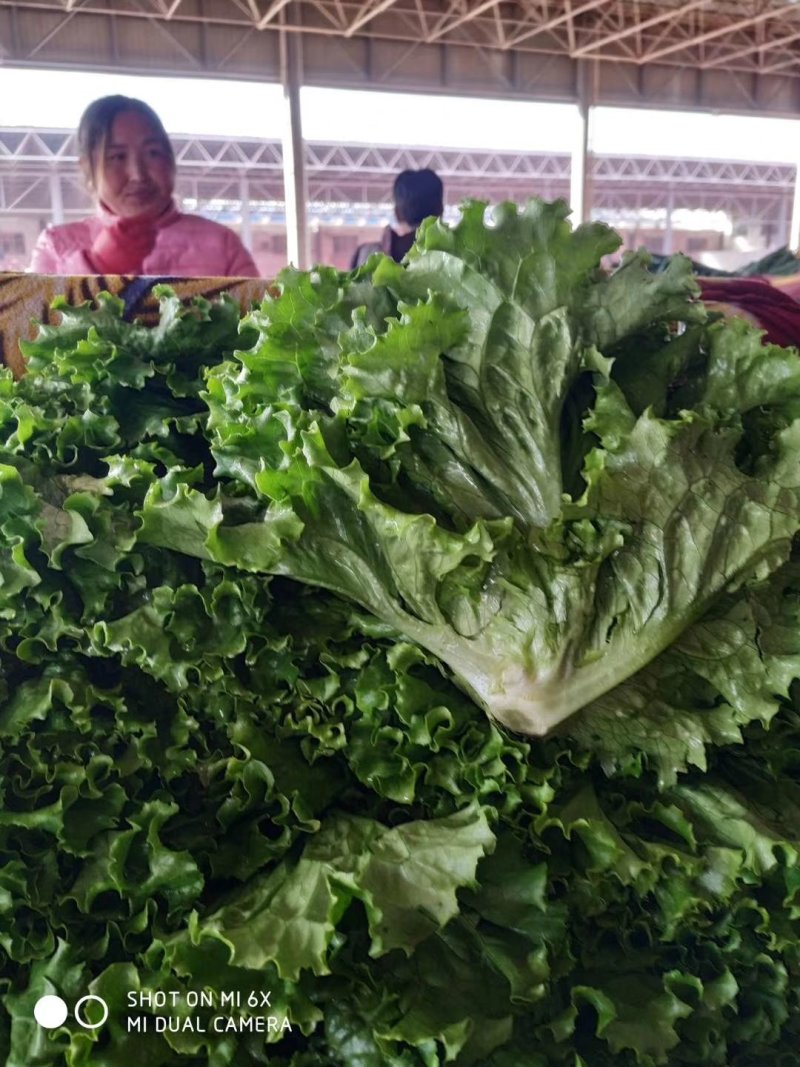 精品生菜叶菜产地直发货量充足量大从优