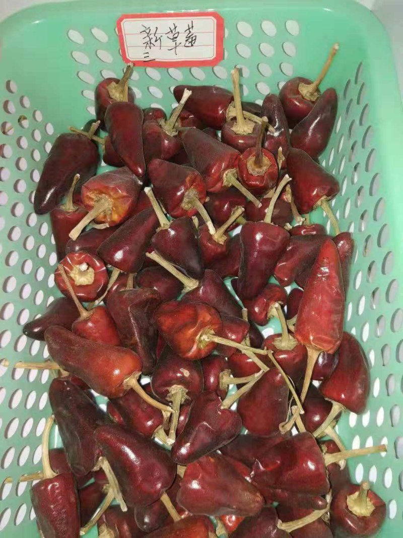 大量干辣椒上市